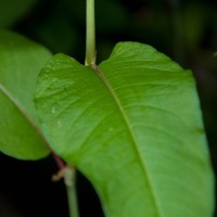 Himalayan Knotweed